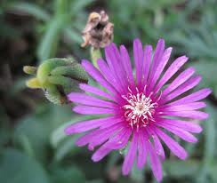 Jun 17, 2021 · while some plants are almost a true black, many are actually dark purple or, less often, dark blue. Flower Vygie Bloom Dainty Deep Pink Bright Succulent Mesembryanthemum Hardy Plant Patient Pxfuel