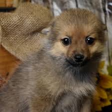Helping families find the perfect pomsky puppy. Phoenix Pomsky Puppy 633273 Puppyspot