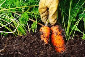 Most carrot varieties are ready to harvest 55 to 60 days after the seedlings appear. How To Grow Carrots Kellogg Garden Organics