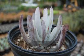 Cholla is a term applied to various shrubby cacti but chollas are the only cactus with papery sheaths covering their spines. Cotyledon Orbiculata Var Oophyla Lady Fingers Cacti Com