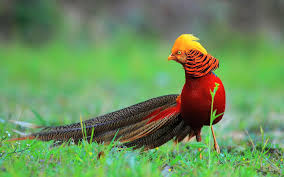 Find the best phoenix bird wallpaper on getwallpapers. Golden Pheasant Is A Real Life Phoenix Natureisfuckinglit