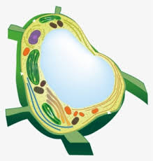 This is a featured picture, which means that members of the community have identified it as one of the finest as external source i used another structure found on the book molecular cell biology from james darnell, harvey lodish. Image Showing Plant Cell Plant Cell With No Label Transparent Png 700x427 Free Download On Nicepng