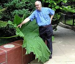 Image result for Gunnera
