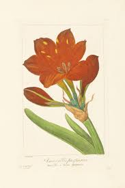 Amaryllis Pancrace Bessa Flore Des Jardiniers 1836 Kunst