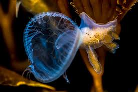 Image result for Melinis ambigua