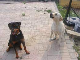 Some will take any dog presented to them, without charging any fees. Considerations For Rehoming Aggressive Dogs Pethelpful