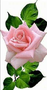 Pink Hybridtearoses Beautiful Rose Flowers Tea Roses Hybrid Tea Roses