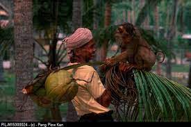 Coconut Picker And His Monkey Malaysia Pil M15300024 C Pang Piow Kan Stock Images Image Malaysia