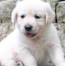 Our goal is to raise f1, f1b and f1bb goldendoodles of superior quality. Golden Retriever Puppies For Sale Charlotte Nc 124179