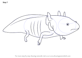Check spelling or type a new query. Learn How To Draw A Axolotl Amphibians Step By Step Drawing Tutorials