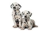 Summit Dalmatians