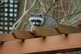 Are raccoons making you crazy? Electrified Raccoon Trap Highlights Dangers Of Diy Pest Control Bc Spca