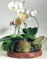 Kokedama Orchid Moss Ball Diy Plants Indoor Penny Royal Indoor Orchids Orchids Diy Plants Indoor