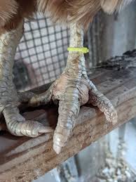 A few of my moms hens have what I think is bumblefoot. Looking for advice  on treatment and prevention? : rchickens