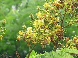 Image result for Caesalpinia sappan