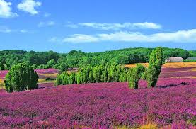 Luneburger Heide Germany Schone Landschaften Reisen Schone Orte