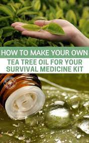 How To Make Your Own Tea Tree Oil For Your Survival Medicine Kit This Is A Great Article That Shows You The P Tea Tree Oil Benefits Tea Tree Oil