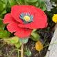 Sara Budzik - Ceramic Poppies — Charnwood Arts event image