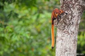 The red giant flying squirrel or common giant flying squirrel (petaurista petaurista) is a species of rodent in the family sciuridae (squirrels). The Red Giant Flying Squirrel Petaurista Petaurista Perched On A Tree Trunk Sepilok Sabah Borneo Flying Squirrel Red Giant Squirrel