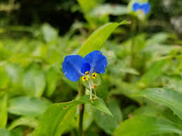 Image result for Commelina nyasensis