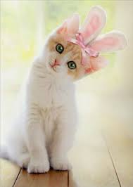 Kitten With Bunny Ears Cat Easter Card Greeting Card By Avanti Press Baby Cats Cute Cats Kittens Cutest