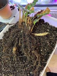 Send plants and potted trees online like bonsai, orchids, & more. Rattle Snake Plant Roots Have Little Balls What Are They Indoorgarden