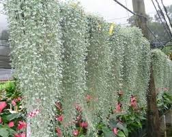 Image result for Ceropegia rendallii