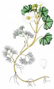 Image result for Ranunculus rionii