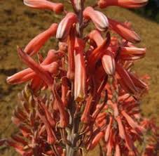 Image result for Syncolostemon welwitschii