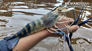 7 Cara Jitu Mancing Udang Galah Di Sungai Hewanpedia