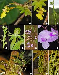 Image result for Habenaria aberrans