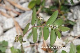 Image result for Euphorbia hypericifolia