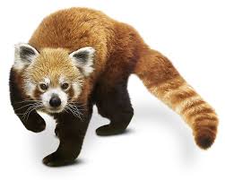 The pandas use their ringed tails as wraparound blankets in. Red Panda Facts What Are Red Pandas Dk Find Out