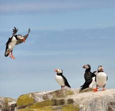 News And Wildlife Sightings Westray And Papa Westray Orkney Puffin Wildlife Sea Birds