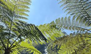 Image result for Cyatheaceae