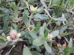 Image result for Enydra