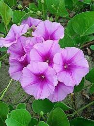 Garden Vines Nz Gardenvines Morning Glory Flowers Garden Vines Morning Glory Plant