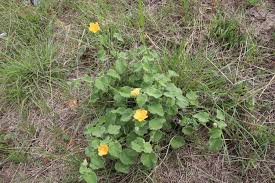 Image result for Abutilon austro-africanum
