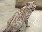 Snow Bengal Cat Infos, History and Appearance - Bengalcats.co