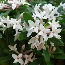 Add fragrance to your garden now. Buy Daphne Eternal Fragrance J Parker Dutch Bulbs