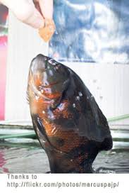 The oscar fish is an incredibly popular tropical freshwater fish native to the south american basin of the amazon. Oscar Fish