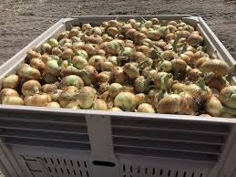 They are planted in the late fall, for harvest next summer. Quality Quantity Good For Vidalia Onion Crop Vsc News