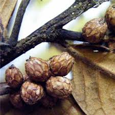 Image result for Rhaptopetalum roseum