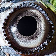 Photographer suren manvelyan took the web by storm back in 2011 with his animal eyes series, where he captured spectacular macro photographs of various critter's eyes. Extreme Close Ups Of Animal Eyes Bored Panda