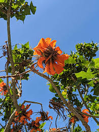 Image result for Erythrina afra