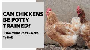 Can you toilet train chickens? Can Chickens Be Potty Trained If So What Do You Need To Do