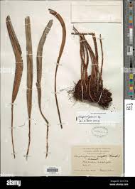 Image result for Elaphoglossum spathulatum