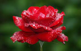 Full Hd Rose Flower Wallpapers Wallpaper Cave Customize and personalise your desktop, mobile phone and tablet with these free wallpapers!