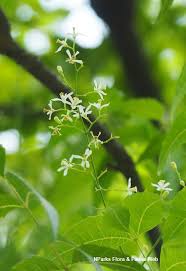 Image result for Azadirachta indica