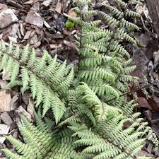 Image result for Athyrium newtonii